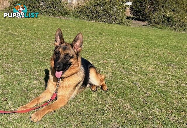 German Shepherd