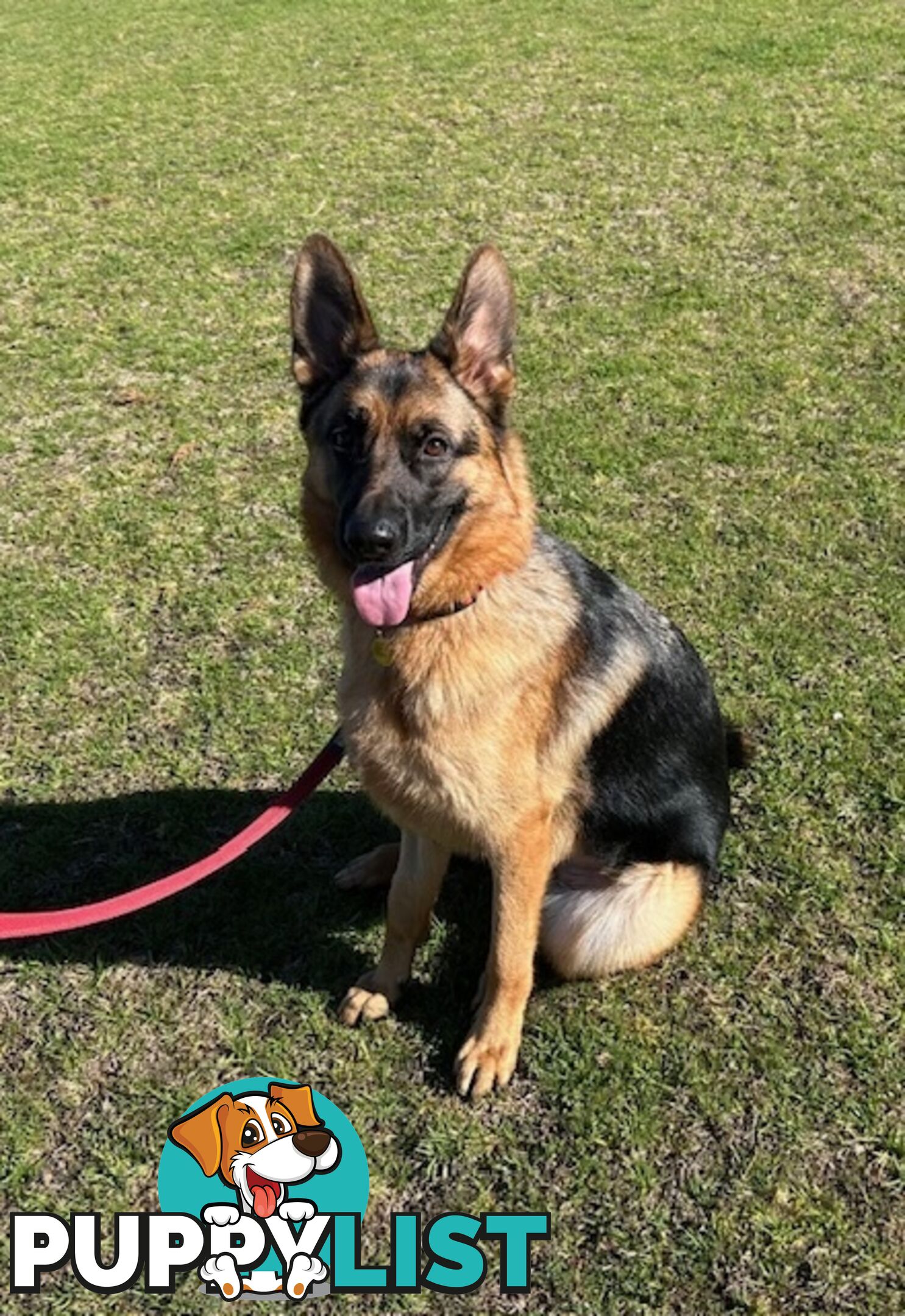 German Shepherd