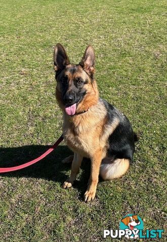 German Shepherd