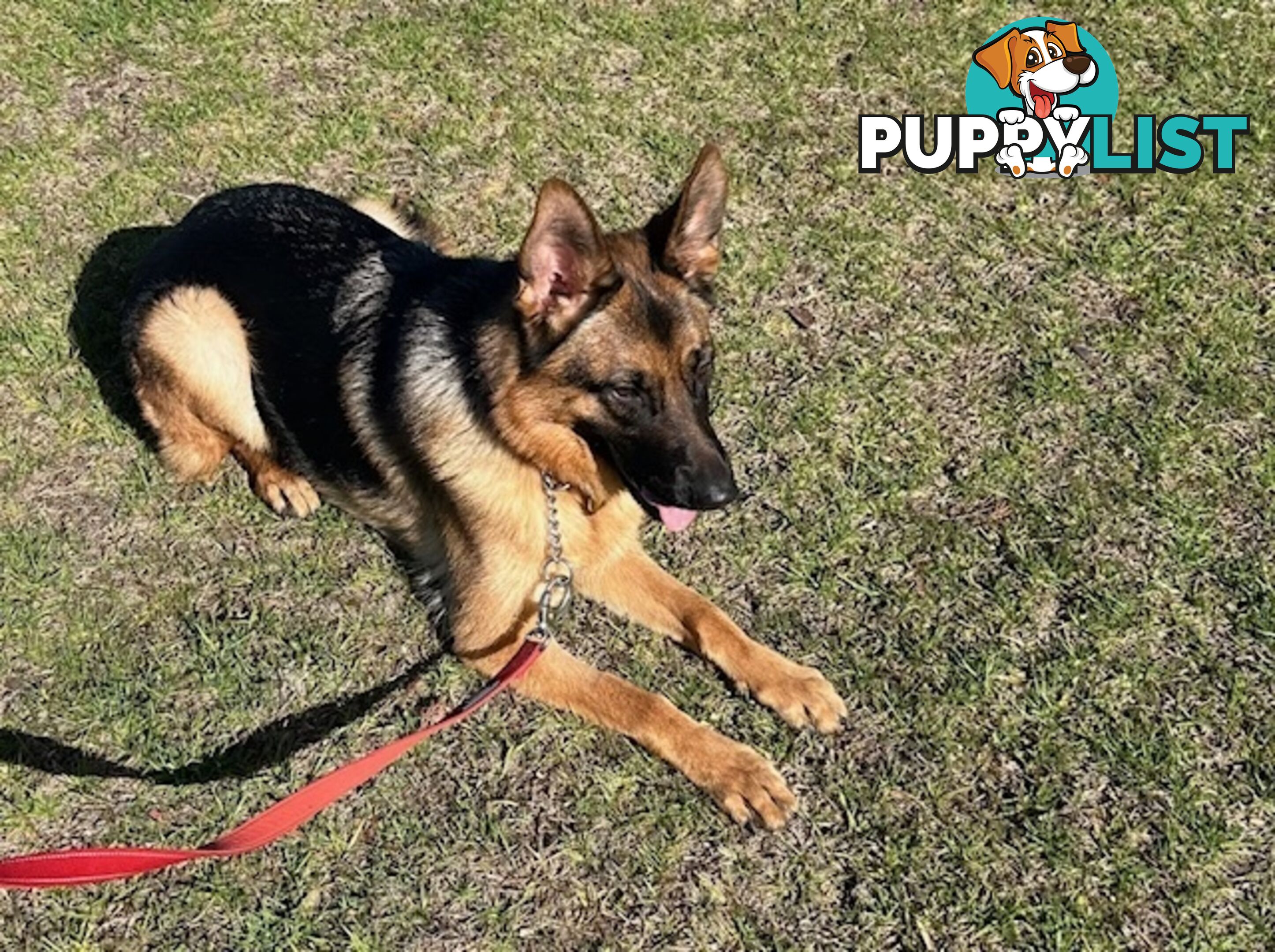 German Shepherd