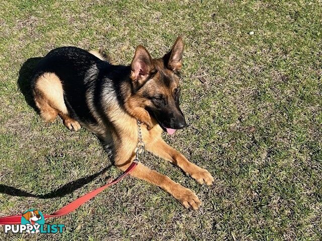 German Shepherd