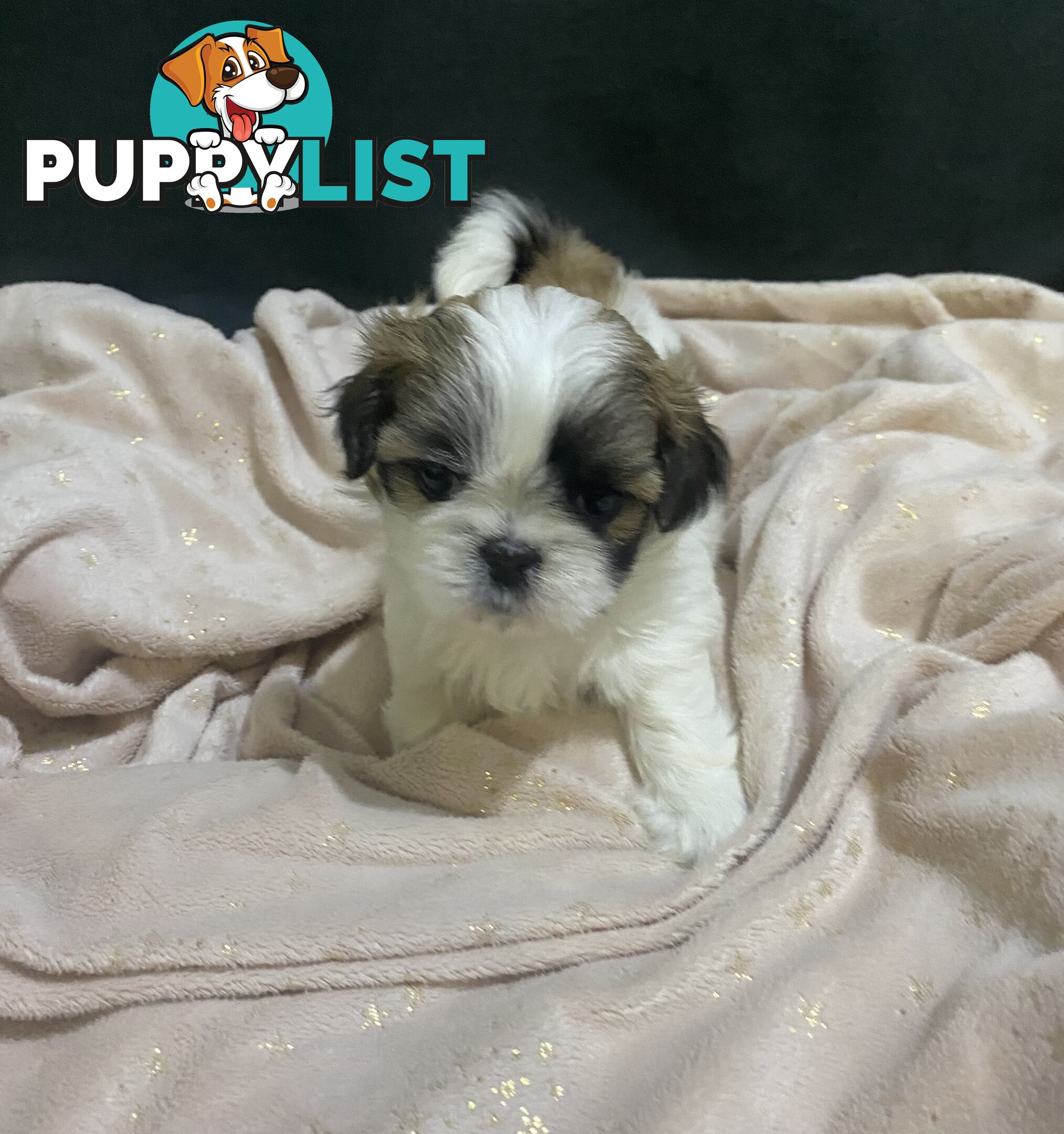 Shihtzu Maltese puppies