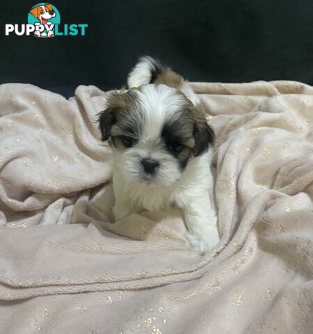 Shihtzu Maltese puppies