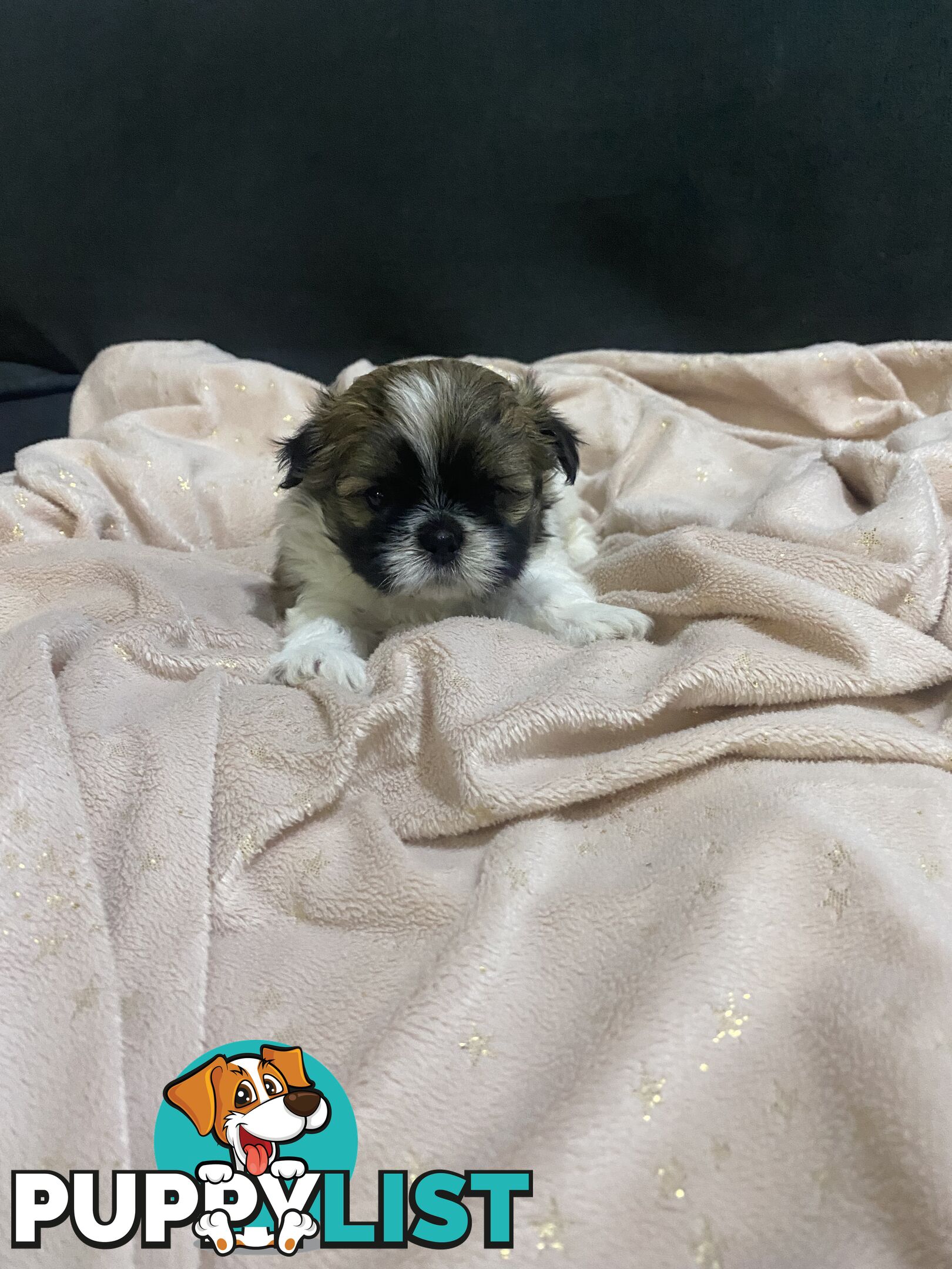 Shihtzu Maltese puppies