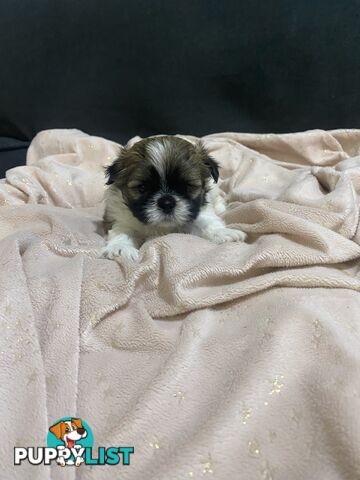 Shihtzu Maltese puppies