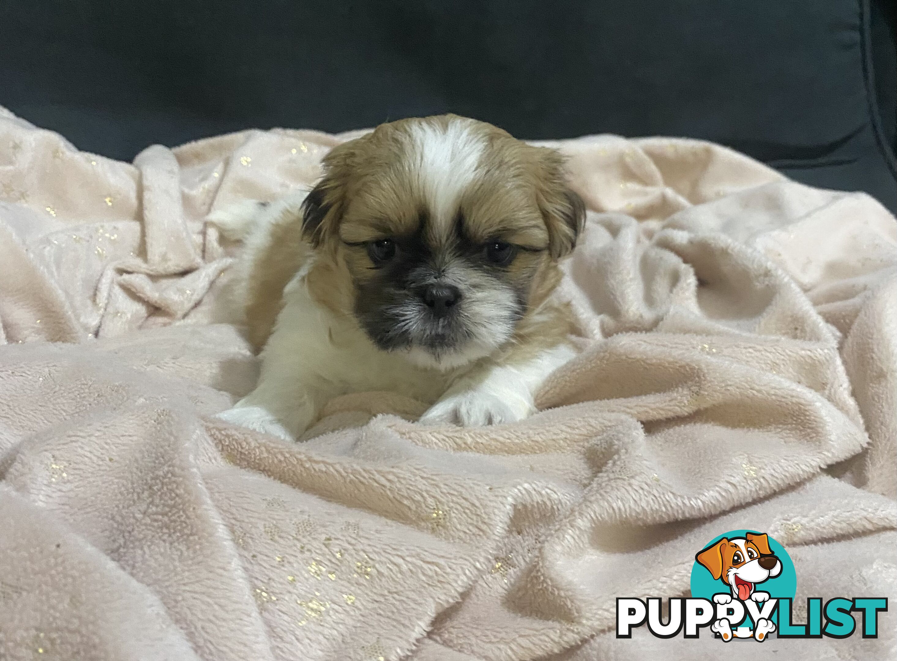 Shihtzu Maltese puppies