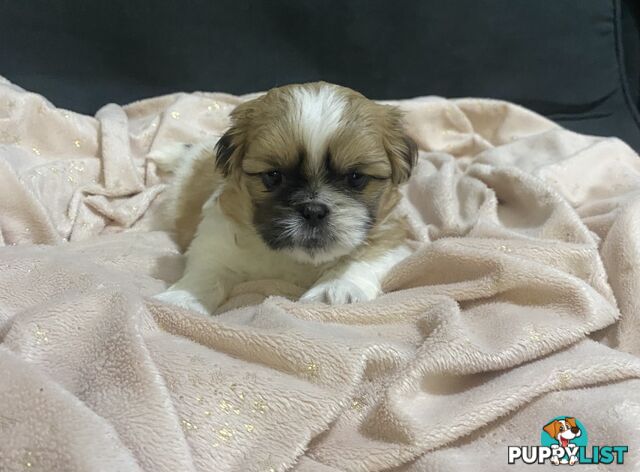 Shihtzu Maltese puppies