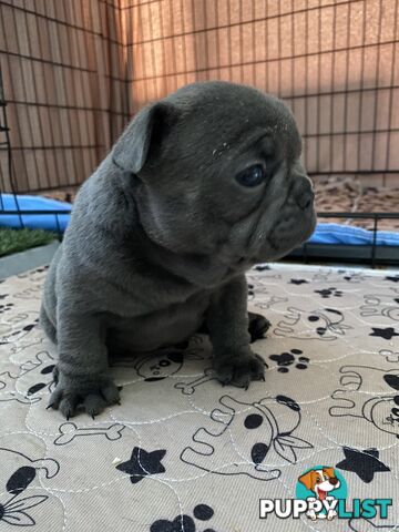 French Bulldog Puppies