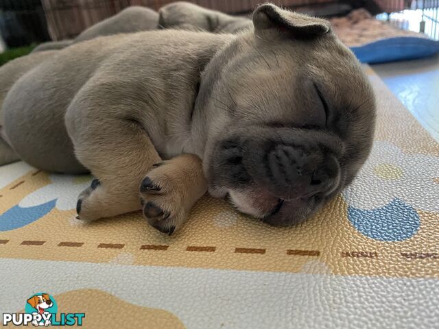 French Bulldog Puppies