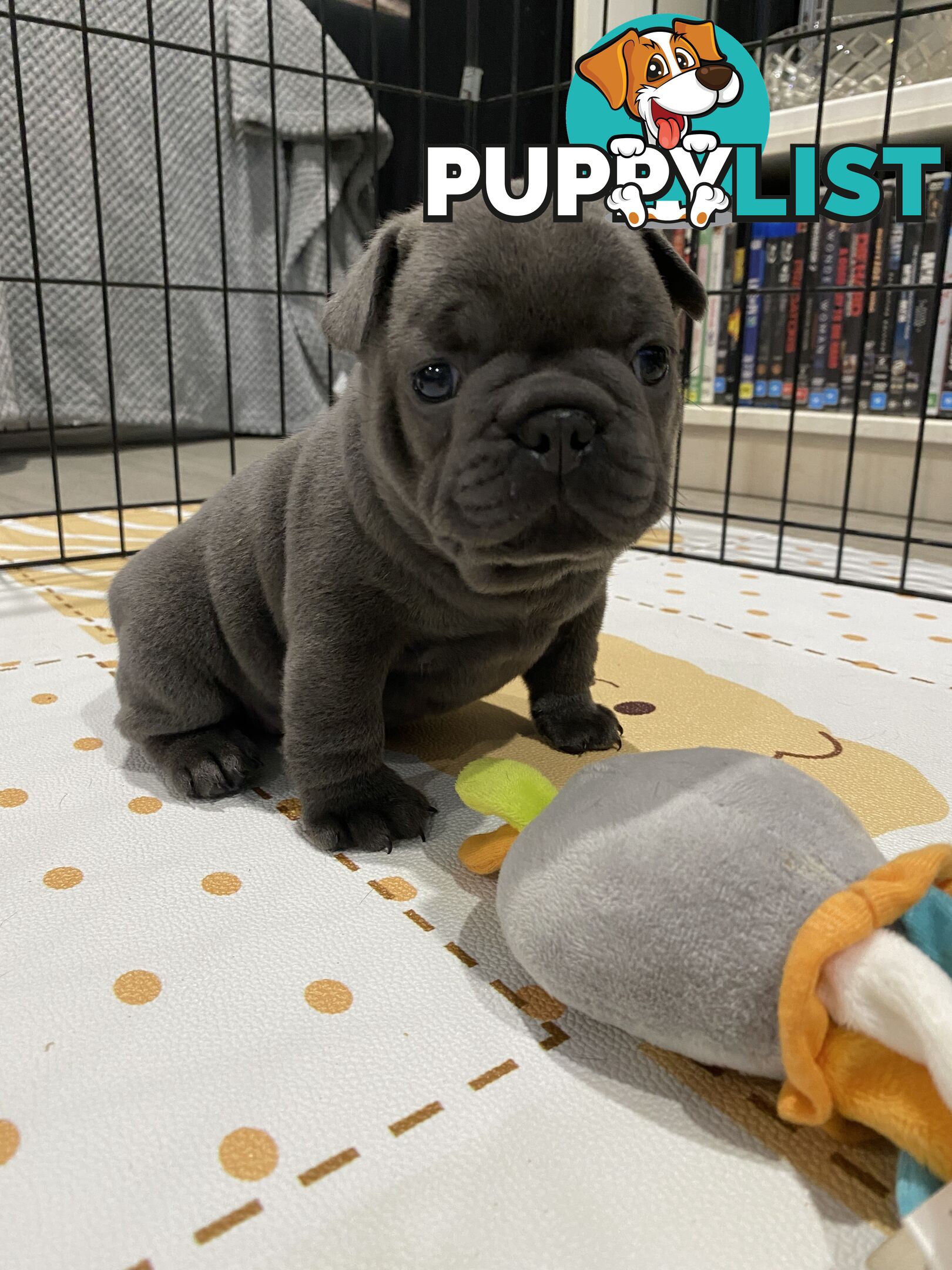 French Bulldog Puppies