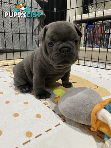 French Bulldog Puppies