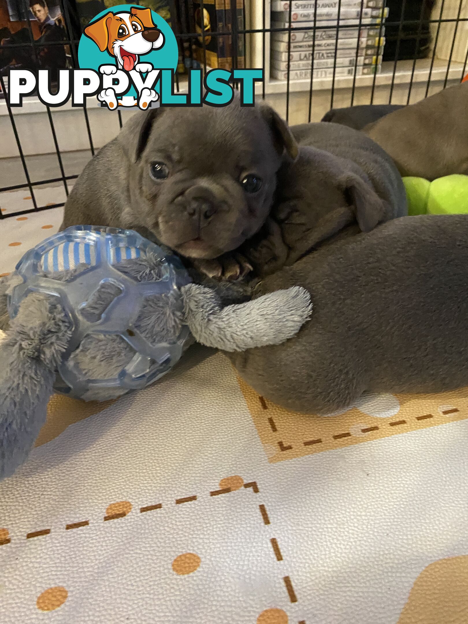 French Bulldog Puppies