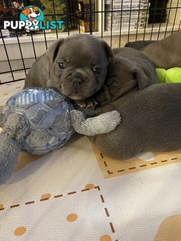 French Bulldog Puppies