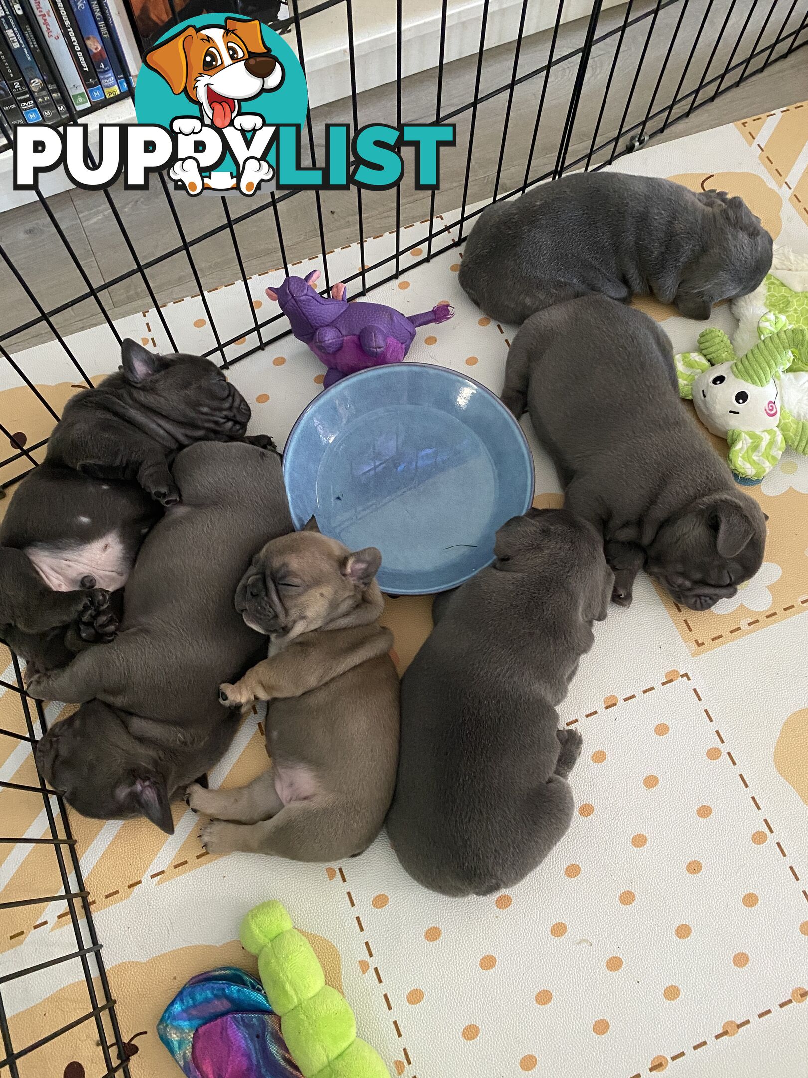 French Bulldog Puppies