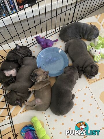 French Bulldog Puppies