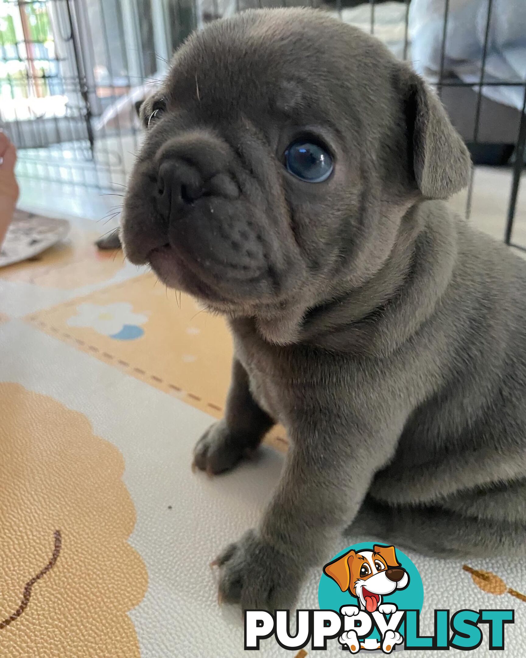 French Bulldog Puppies