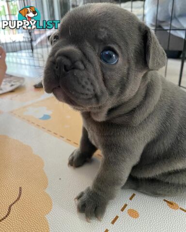 French Bulldog Puppies