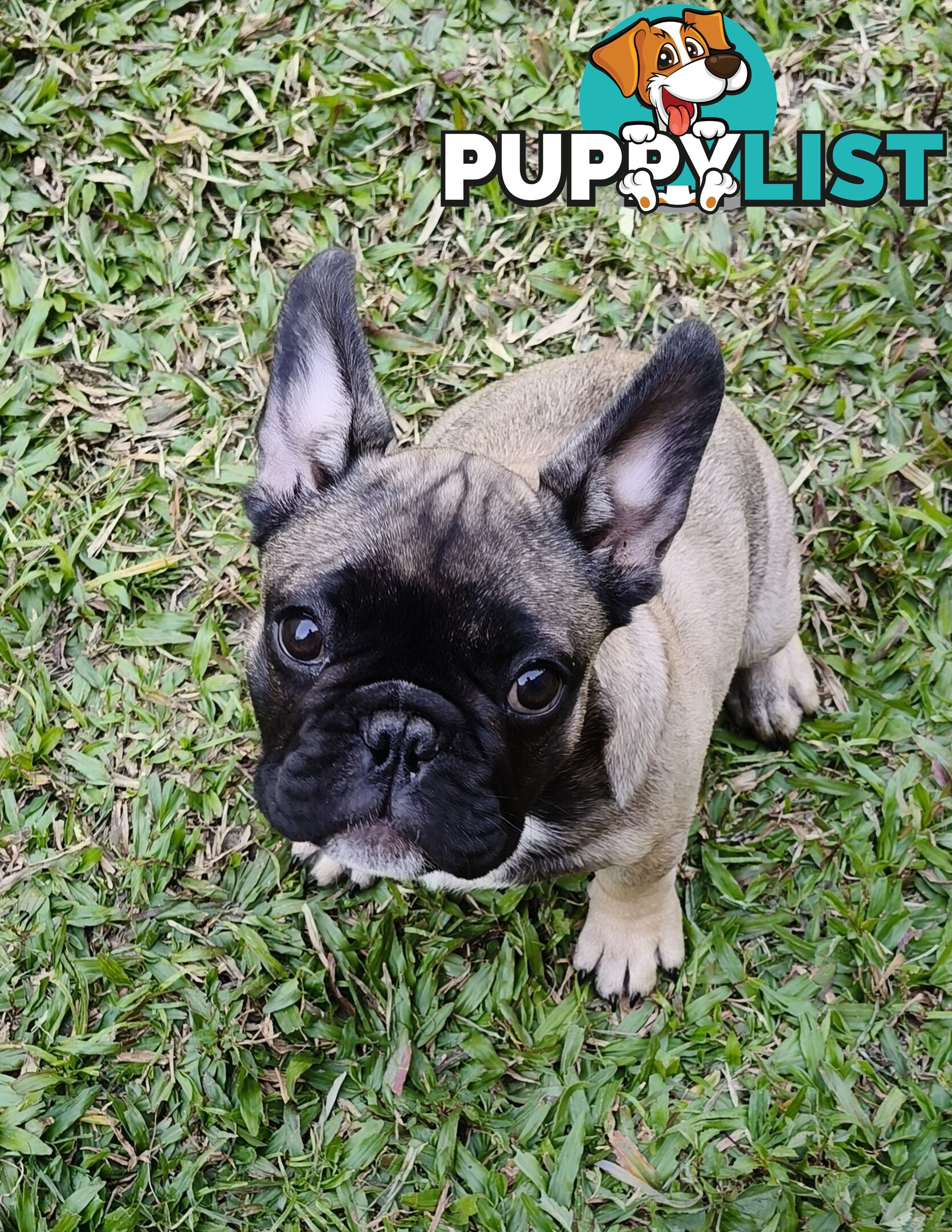 French Bulldog Purebred Puppies