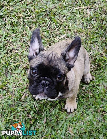 French Bulldog Purebred Puppies