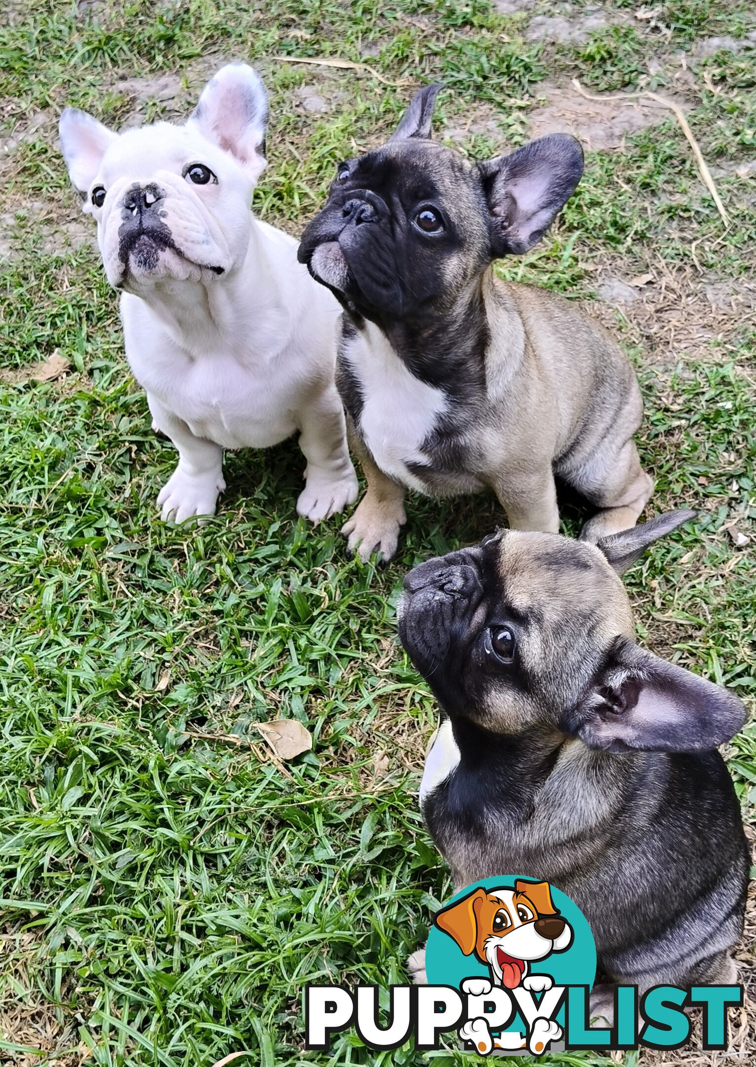 French Bulldog Purebred Puppies