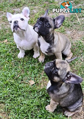 French Bulldog Purebred Puppies