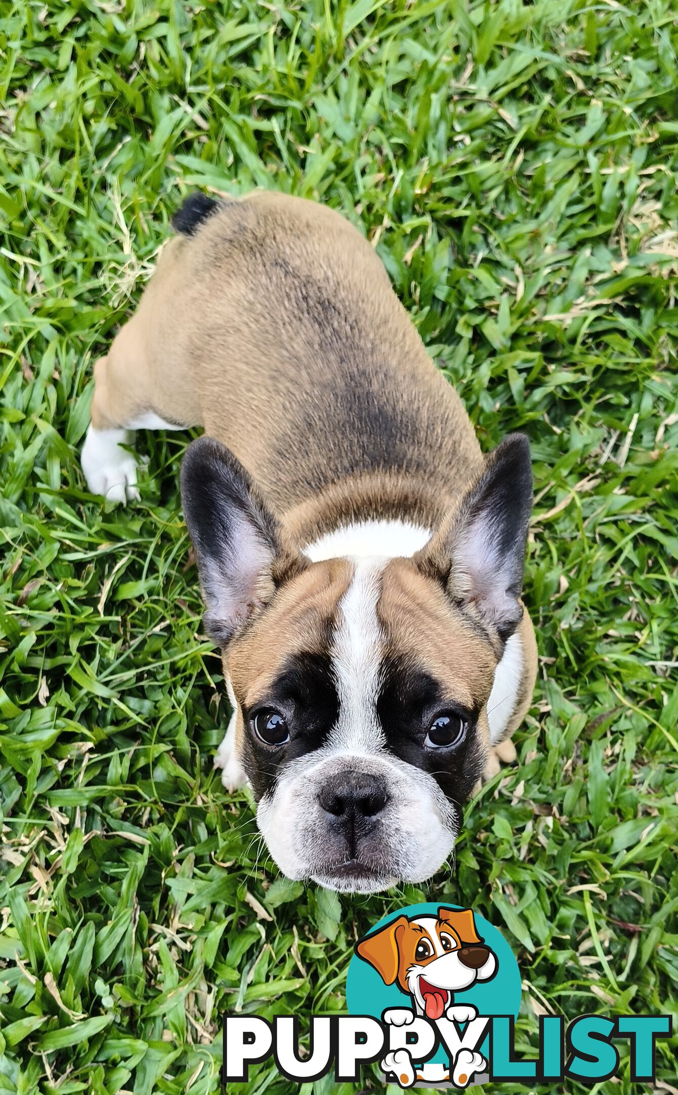 French Bulldog Purebred Puppies