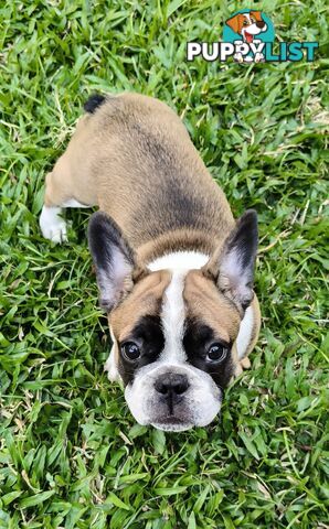 French Bulldog Purebred Puppies