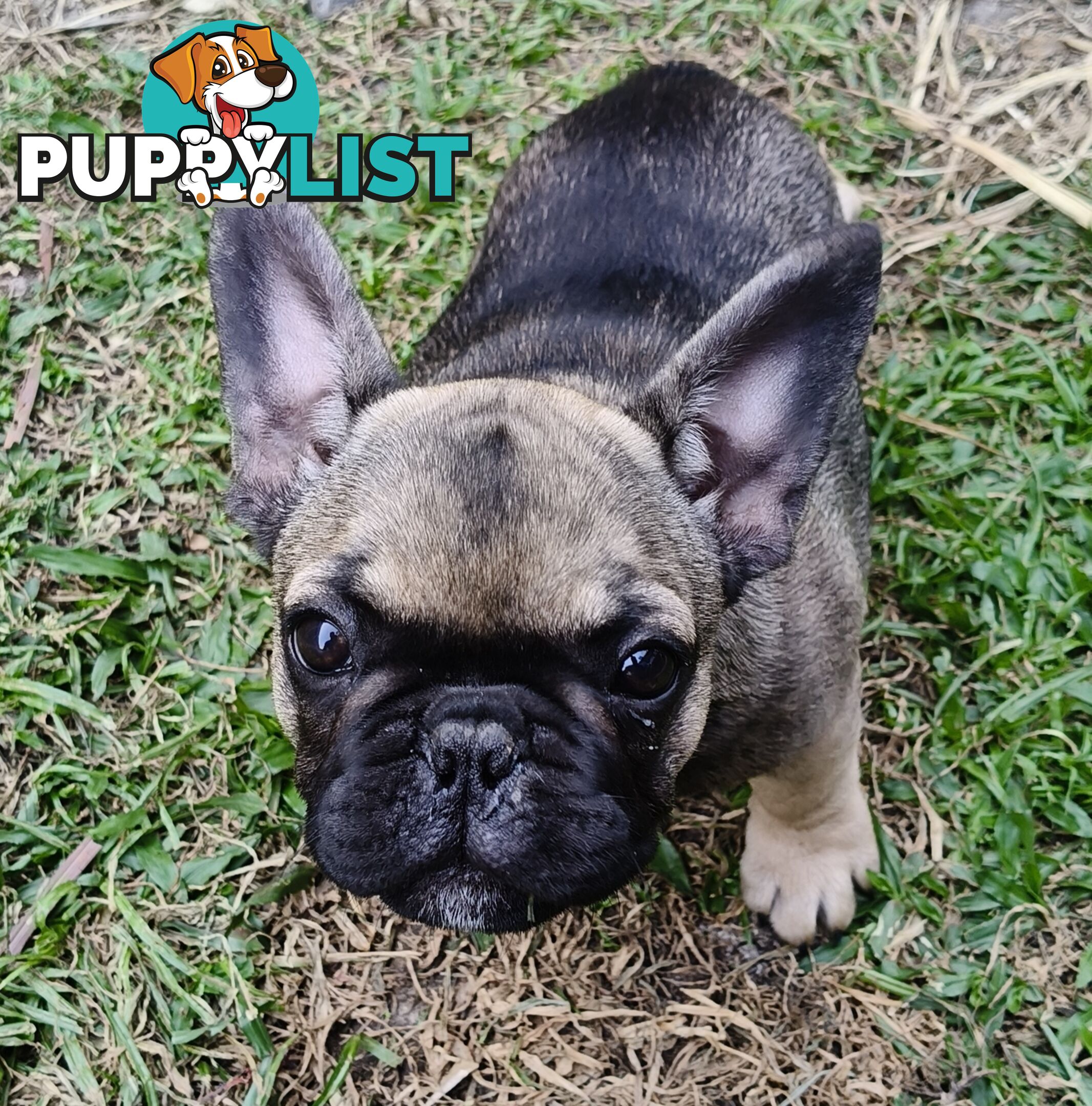 French Bulldog Purebred Puppies