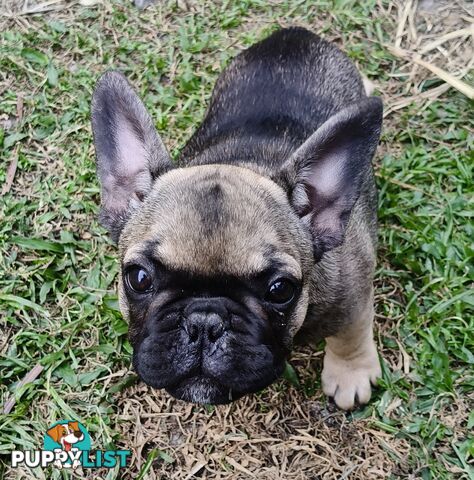 French Bulldog Purebred Puppies