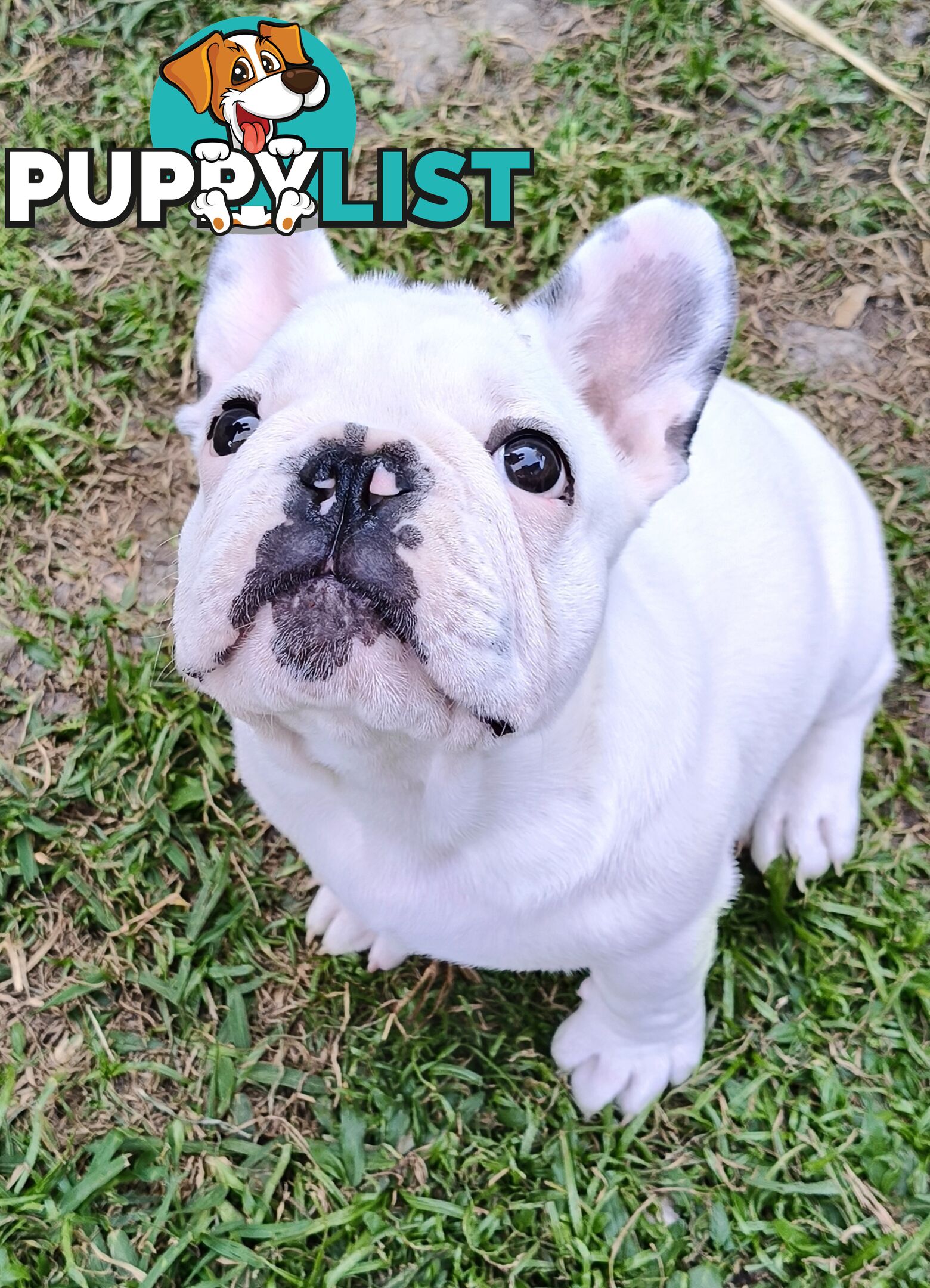 French Bulldog Purebred Puppies