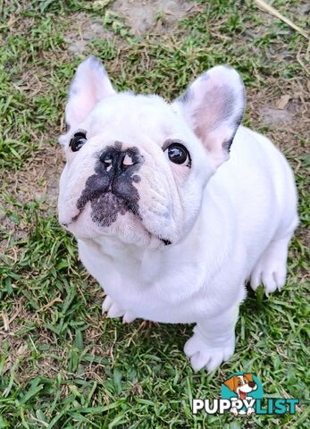 French Bulldog Purebred Puppies