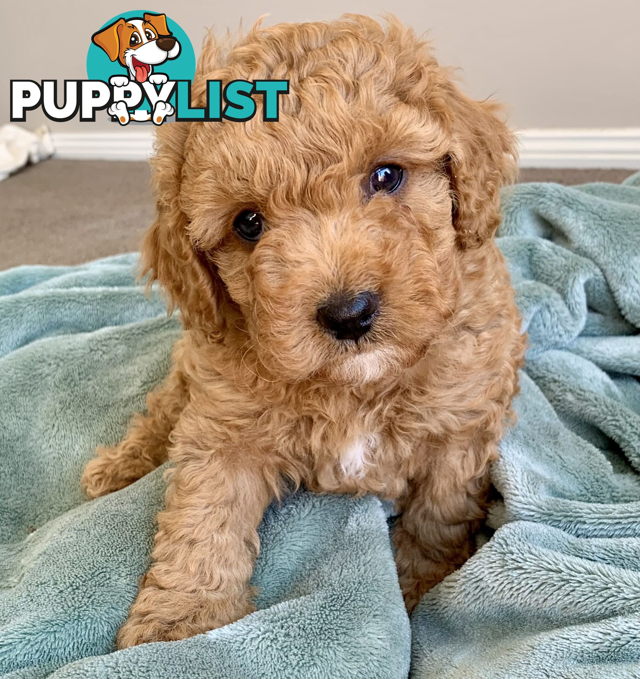 F2 miniature cavoodle puppies