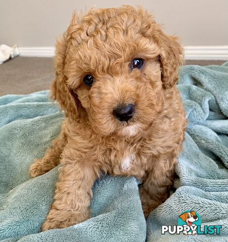 F2 miniature cavoodle puppies