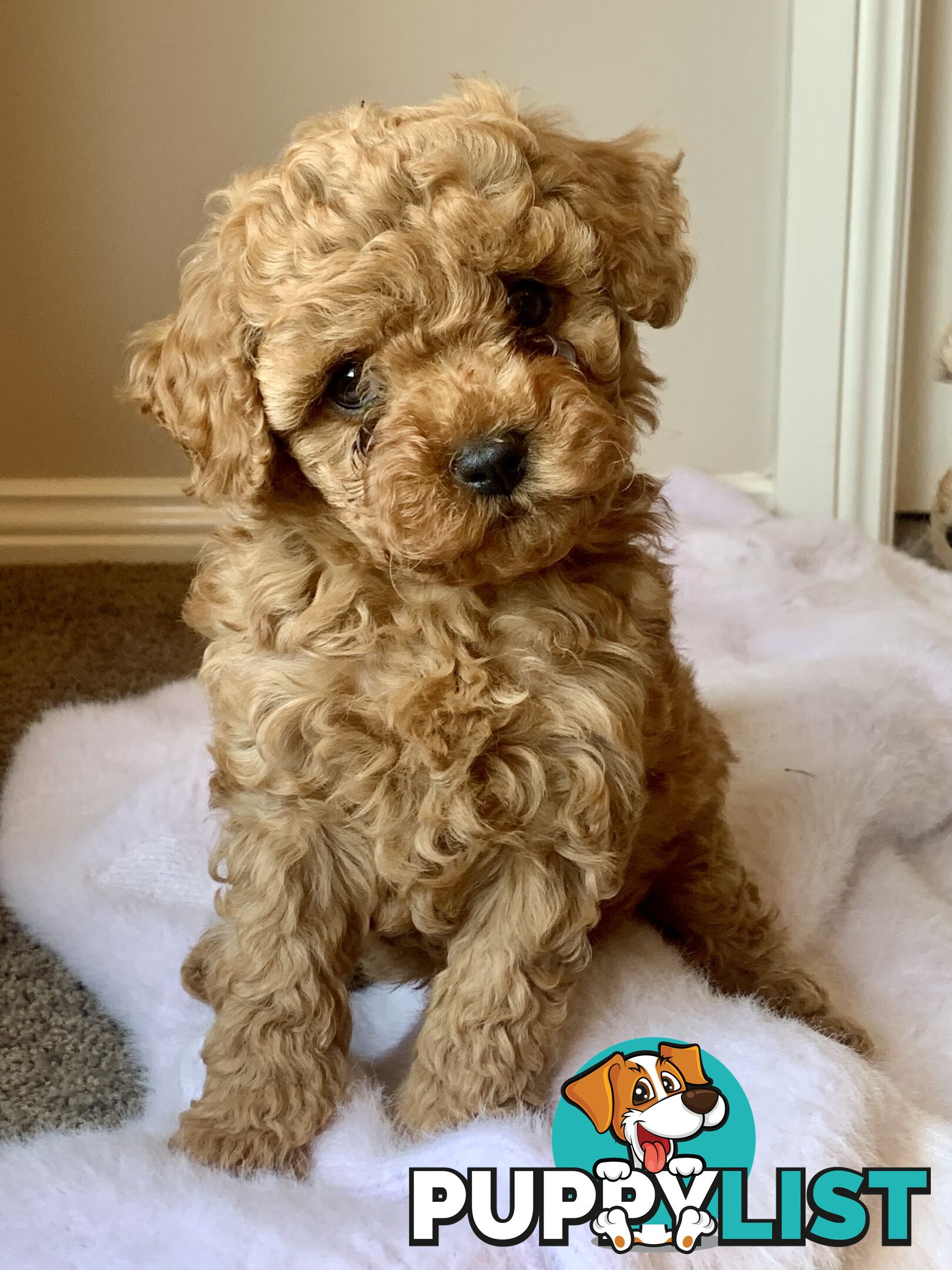 F2 miniature cavoodle puppies