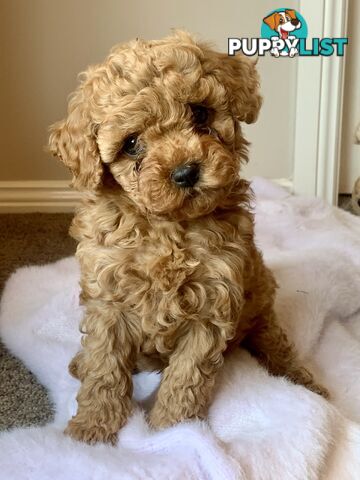 F2 miniature cavoodle puppies