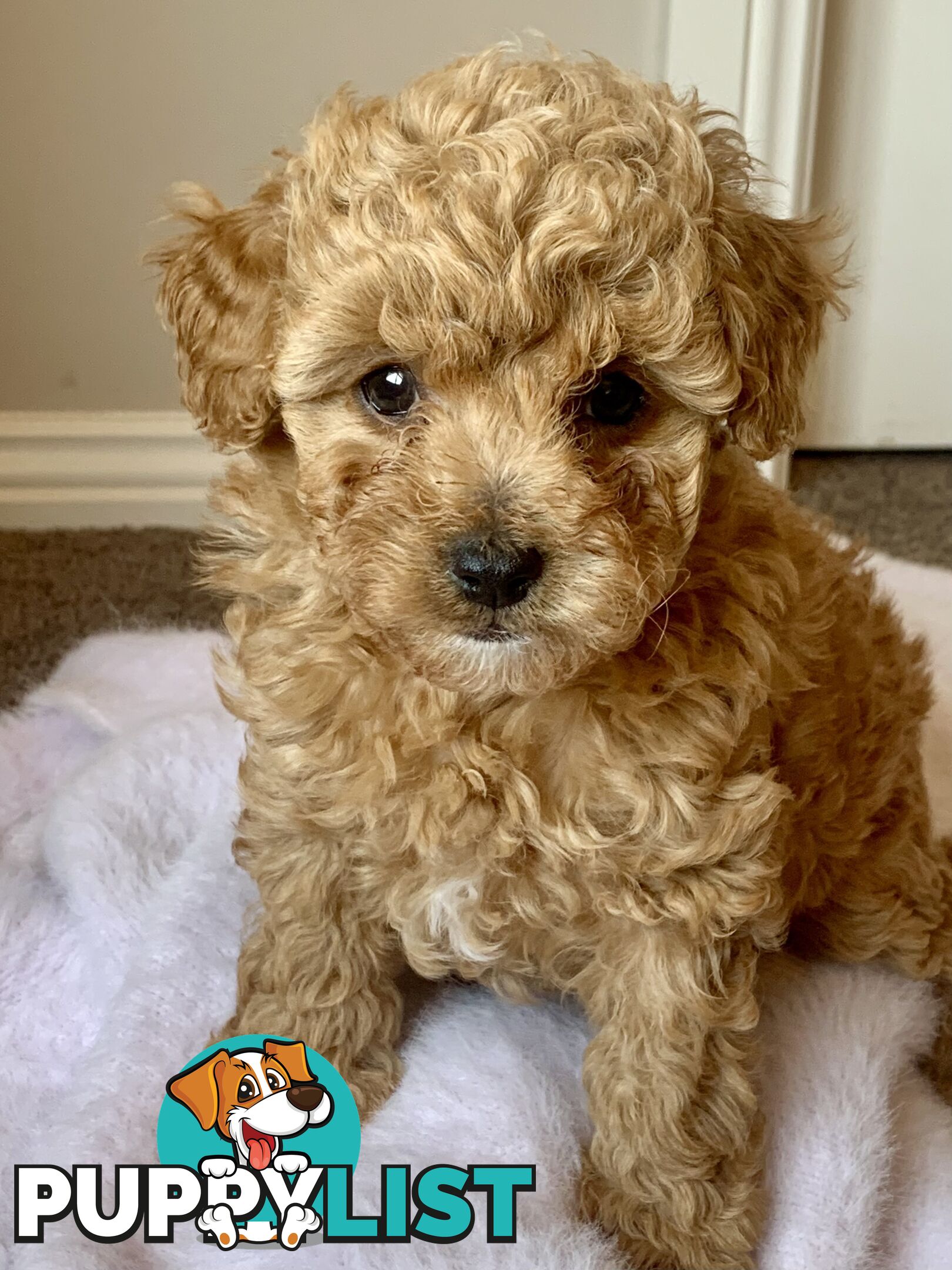 F2 miniature cavoodle puppies