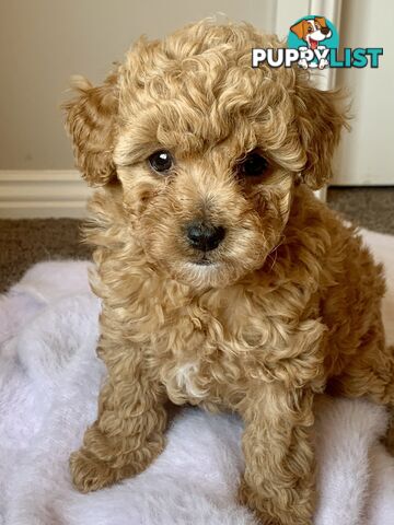 F2 miniature cavoodle puppies