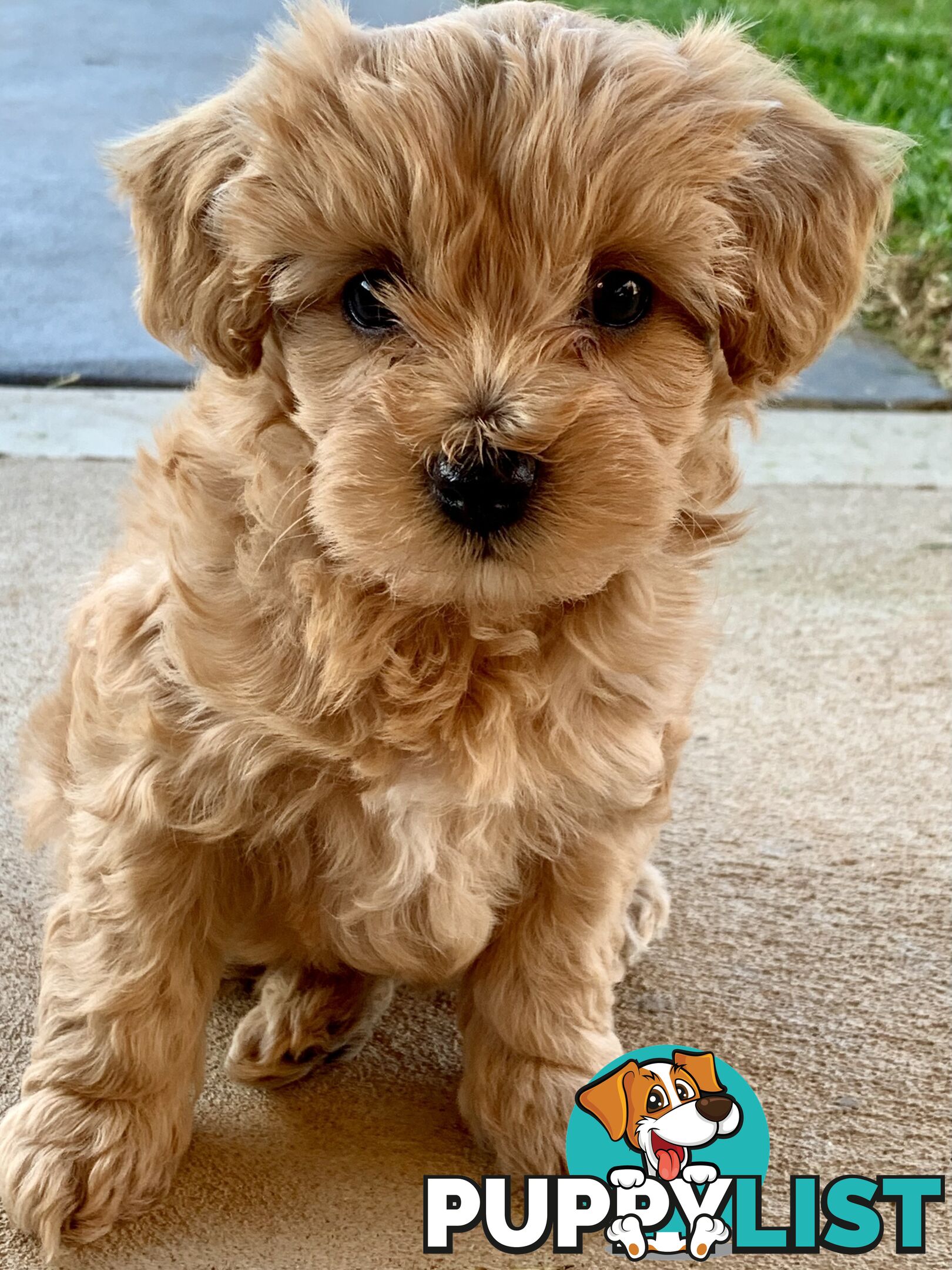 F2 miniature cavoodle puppies