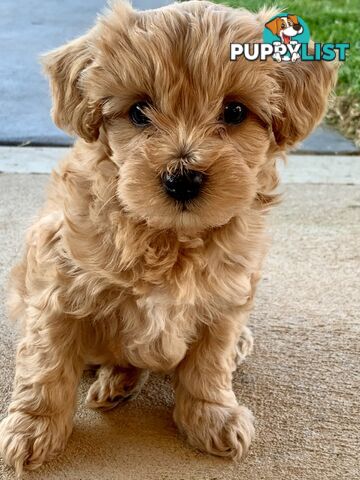 F2 miniature cavoodle puppies