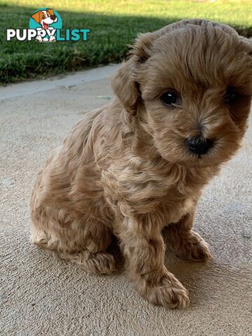 F2 miniature cavoodle puppies