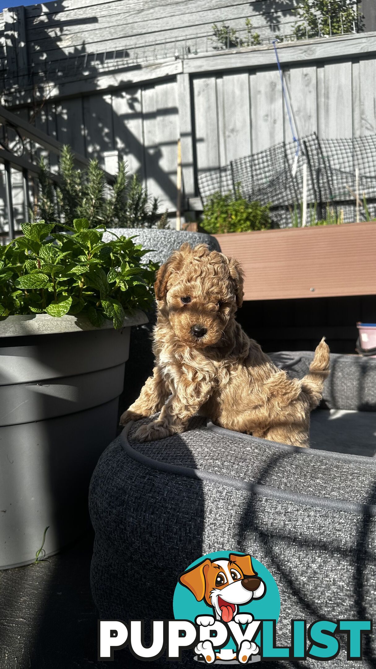 Poochon puppies