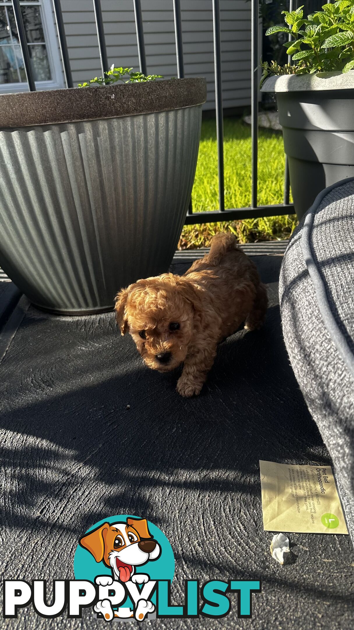 Poochon puppies