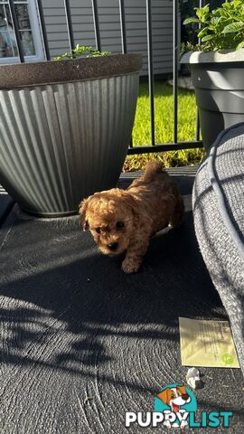 Poochon puppies