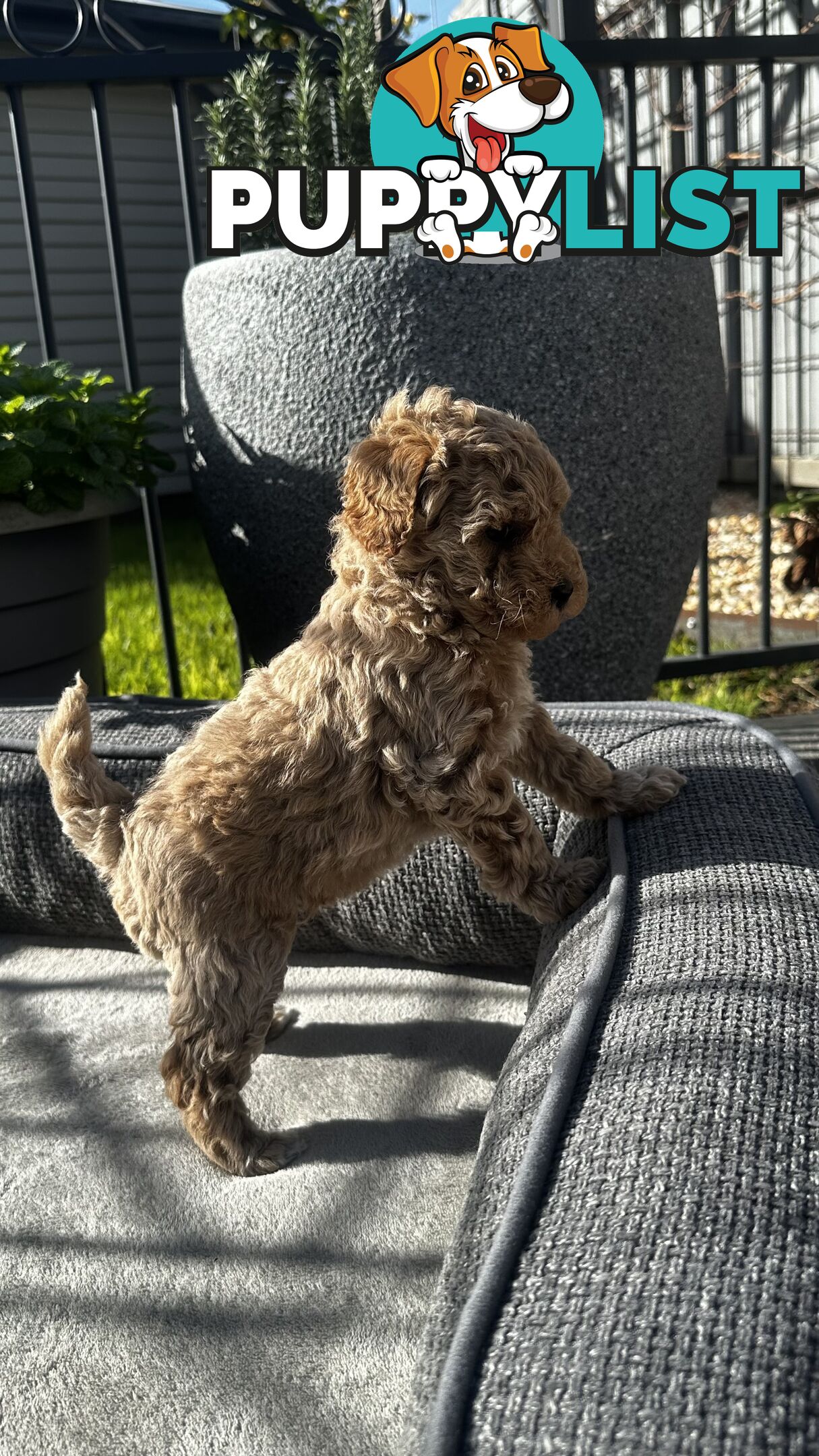 Poochon puppies
