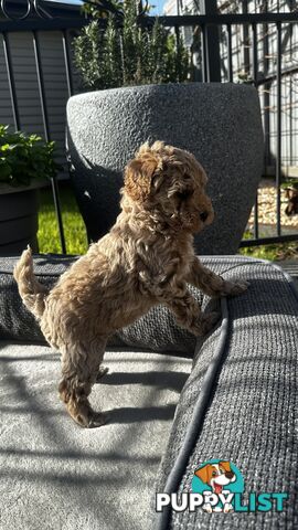 Poochon puppies