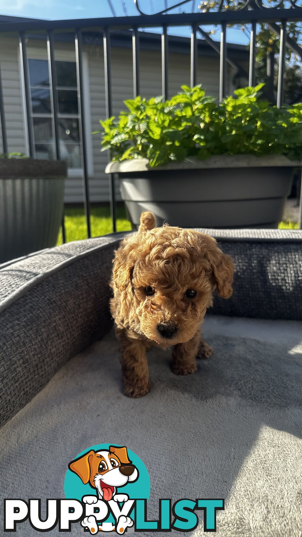 Poochon puppies