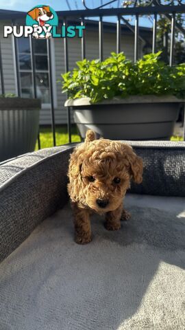 Poochon puppies