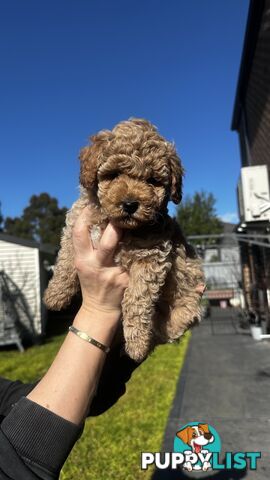 Poochon puppies