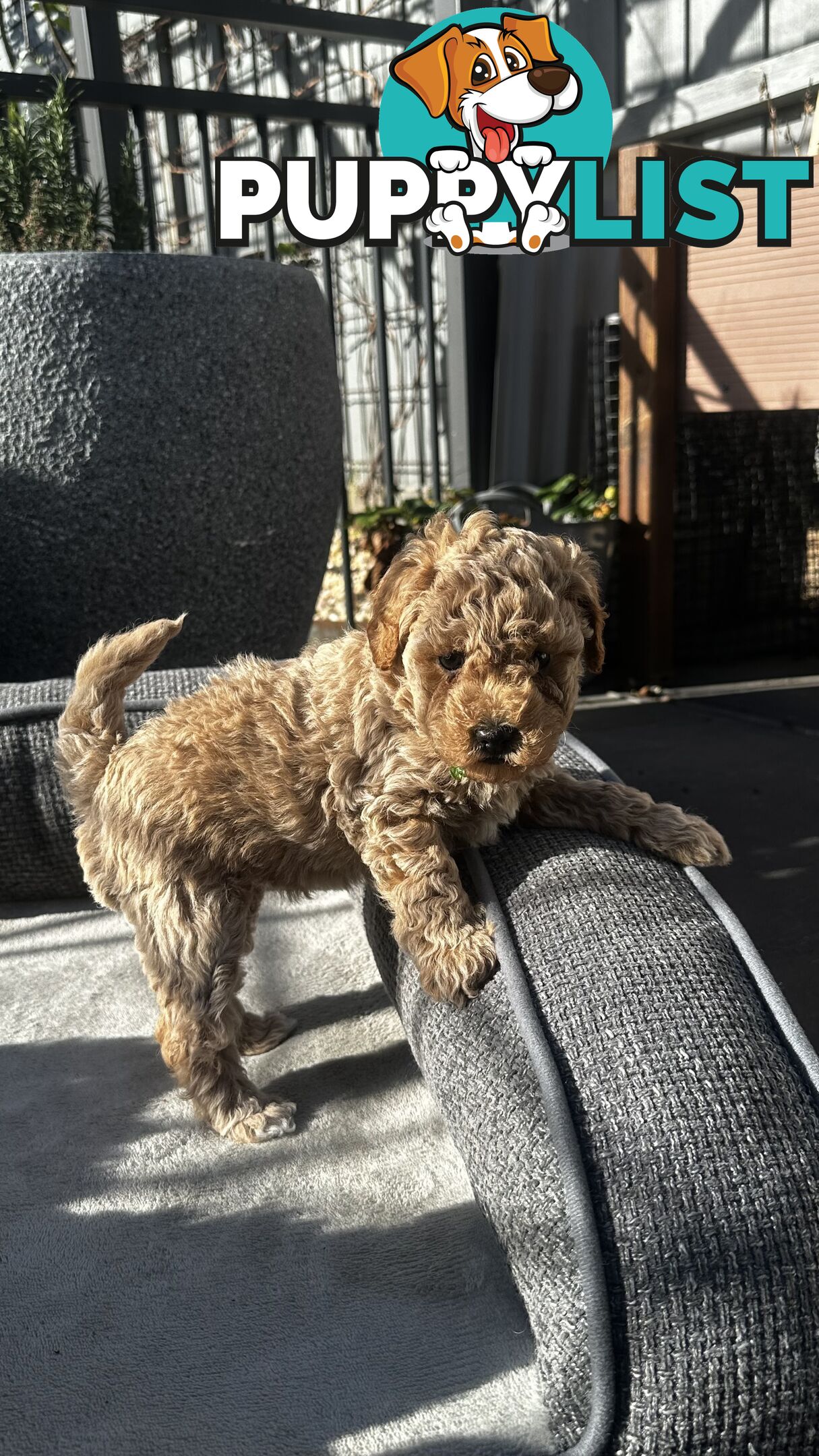 Poochon puppies