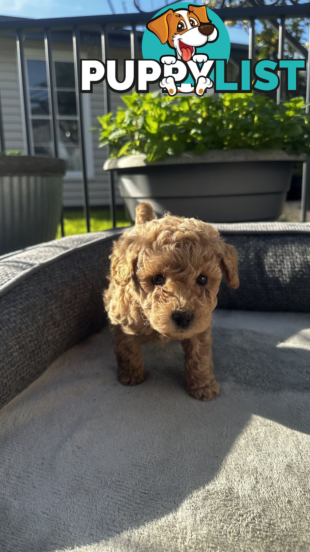 Poochon puppies